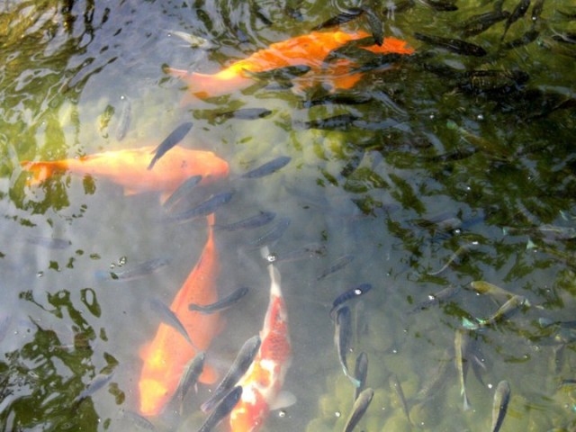 There were also koi ponds.