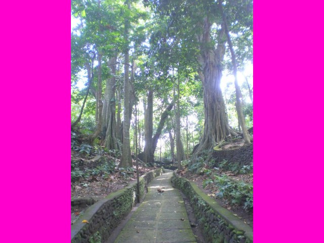 Into the magical Monkey Forest of Ubud!