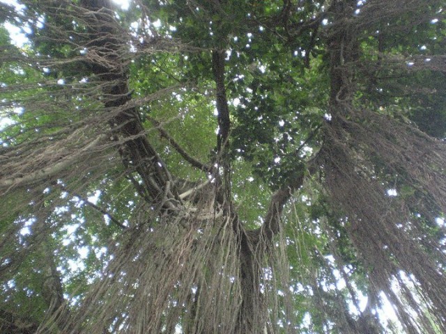 Canopies of trees in the Monkey Forest.