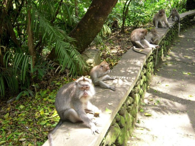 Monkeys waiting for the next visitors.
