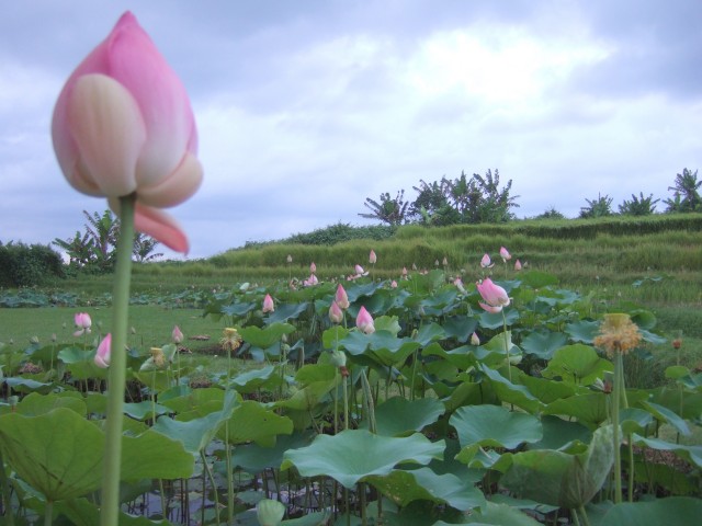 We share these photos with you so you may bathe in the Lotus energy.