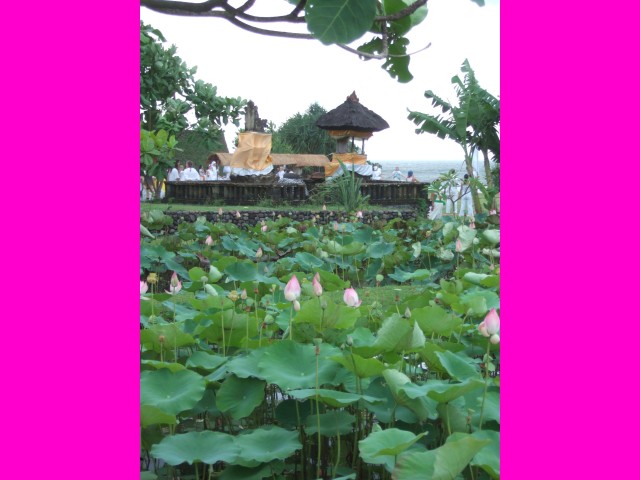 Here Lotuses surround a small temple at Waka Gangga.