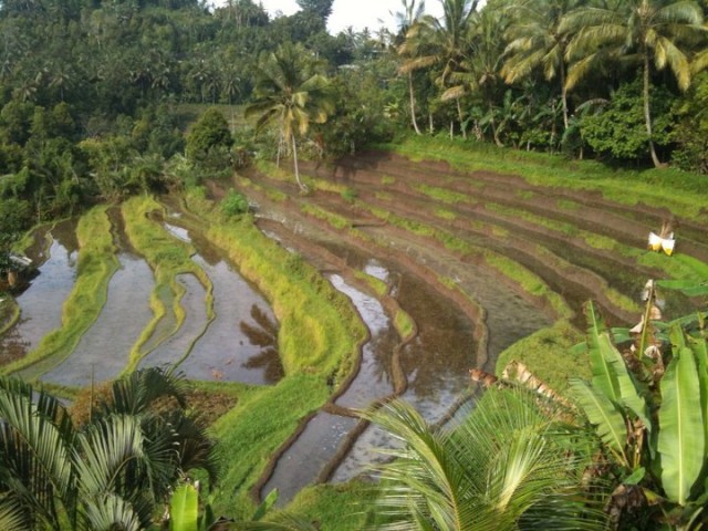 Shimmering rice fields.