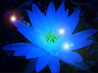 Blue Lotus